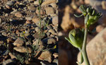 025-Linaria amethystea  subsp. multipunctata