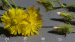  Borstiger Pippau / Crepis setosa /  Russin 10.7.2020