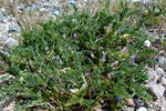 Dorniger Tragant  / Astragalus sempervirens