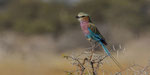 Gabelracke / Lilac - breasted Roller