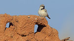 Wüstensperling - Desert Sparrow