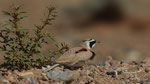 Saharaohrenlerche - Temmink's Lark