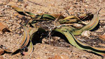 Welwitschia