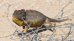 Namaqua Chameleon