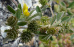 Zwerg-Schneckenklee / Medicago minima