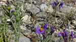 Jura-Leinkraut / Linaria alpina ssp.petraea / Bahnhof Le Lieu 12.8.2021