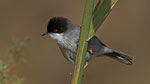 Samtkopfgrasmücke - Sardinian Warbler