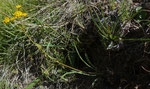 Grasblättriges Hahnenfuss-Hasenohr / Bupleurum ranunculoides ssp.caricinum