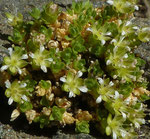 Mannsschild-Miere / Minuartia cherlerioides subsp. rionii / Britanniahütte 10.8.2021