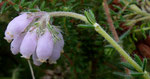 181 : Glockenheide / Erica tetralix /   Lörmoos Herrenschwanden 1.8.2020