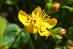 132 : Schönes Johanniskraut / Hypericum pulchrum /  Mättebergegg 4.7.2019