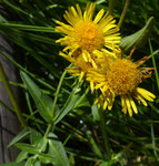 Wiesen-Alant / Inula britannica