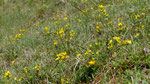 Behaarter Ginster / Genista pilosa /  Dittingen 28.4.2021