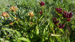 Gentiana punctata × purpurea /     Tortin 9.8.2020