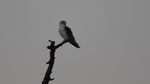 Gleitaar in der Dämmerung - Black - winged Kite at dusk