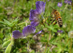 19 - 24 : Brauner Storchschnabel / Geranium phaeum /    Les Plans sur Bex  10.5.2020