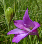 120: Sumpf-Gladiole / Gladiolus palustris ,   Jussy GE 3.7.2020