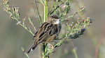 Cistensänger / Zitting Cisticola