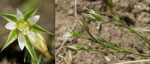 Büschelige Miere / Minuartia rubra / Acherbielen 2.7.2019