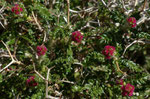 Dornige Bibernelle / Sarcopoterium spinosum   im ganzen Mittelmeerraum vorkommend