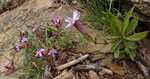 56 : Walliser Leimkraut / Silene vallesia   mit Rotem Seifenkraut / Saponaria ocymoides /   Raaft oberhalb Ausserberg 6.6.2020