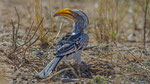 Südlicher Gelbschnabeltoko / Southern Yellow - billed Hornbill