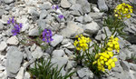 Blassgelber Schöterich  mit  Jura-Leinkraut / Linaria alpina ssp.petraea /  Chasseral 19.6.2021