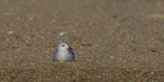 Korallenmöwe / Audouin's Gull