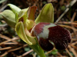 Omega-Ragwurz / Ophrys omegaifera