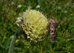 Alpen-Schuppenkopf / Cephalaria alpina