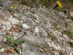 Schmalblütiges Graues Milchkraut  / Leontodon incanus, ssp. tenuiflorus,   nur im Südtessin zuhause / Monte Caslano 27.3.2019