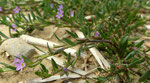 Ysopblättriger Weiderich / Lythrum hyssopifolia /         Jussy GE 3.7.2020