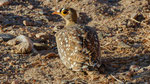 Nachtflughuhn, Double-banded Sandgrouse Pterocles bicinctus