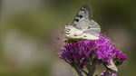 Alpenapollo W (Paranssius Phoebus) Val Roseg Schweiz 29.Juli 2018