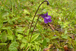 Grossblütiges Fettblatt / Pinguicula grandiflora ssp.grandiflora / Vermeilley 5.7.2021