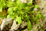 Armblütige Salzkresse / Hymenolobus pauciflorus