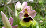 Wespenragwurz / Ophrys tenthredinifera
