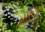 Rundblättriges Fettkraut / Sedum anacampseros /    Les Ruinettes oberhalb Verbier  9.8.2020