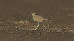 Rennvogel - Cream - coloured Courser