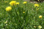 Berg-Pippau / Crepis bocconei