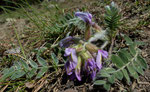 15 : Samtiger Haller-Spitzkiel / Oxytropis halleri ssp.velutina /   Chastolegga  9.5.2020