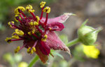 Blutauge / Potentilla palustris