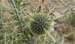 087- Echinops spinosissimus  Drüsenhaarige Kugeldistel 