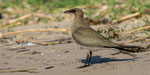 Chobe Namibia Oktober 2019