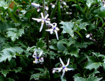 Kretische Rutenglockenblume - Petromarula pinnata, Kreta-Endemit, blüht erst ab April, nur ein einziges Mal blühend gesehen