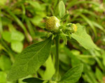 Kragenblume / Carpesium cernuum / Sundlauenen 10.9.2021