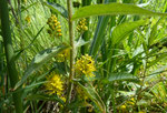 Strauss-Gilbweiderich / Lysimachia thyrsiflora