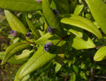 Myrte / Myrtus communis