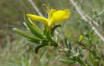 Behaarter Ginster / Genista pilosa /  Dittingen 28.4.2021