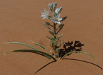 079-Ornithogalum narbonense  Narbonne Milchstern